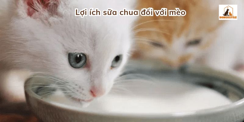 Mèo ăn sữa chua được không: Lợi ích sữa chua đối với mèo