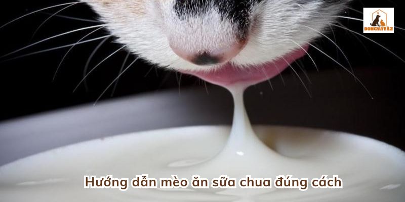 Hướng dẫn mèo ăn sữa chua đúng cách