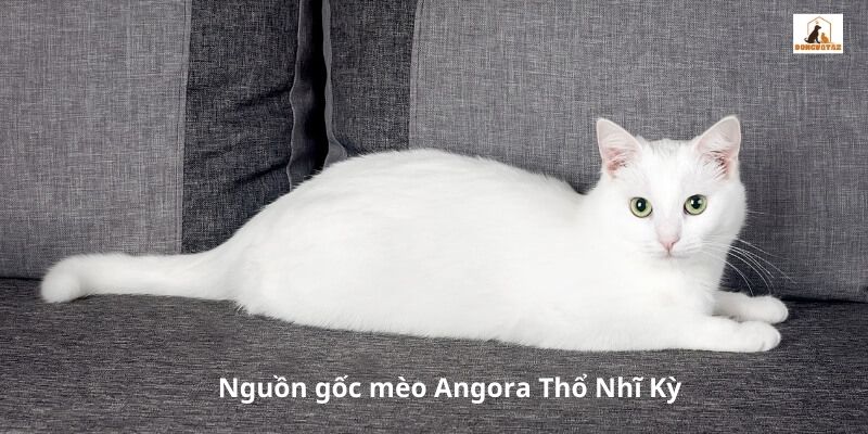 Nguồn gốc mèo Angora Thổ Nhĩ Kỳ