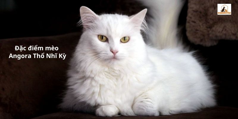 Đặc điểm mèo Angora Thổ Nhĩ Kỳ