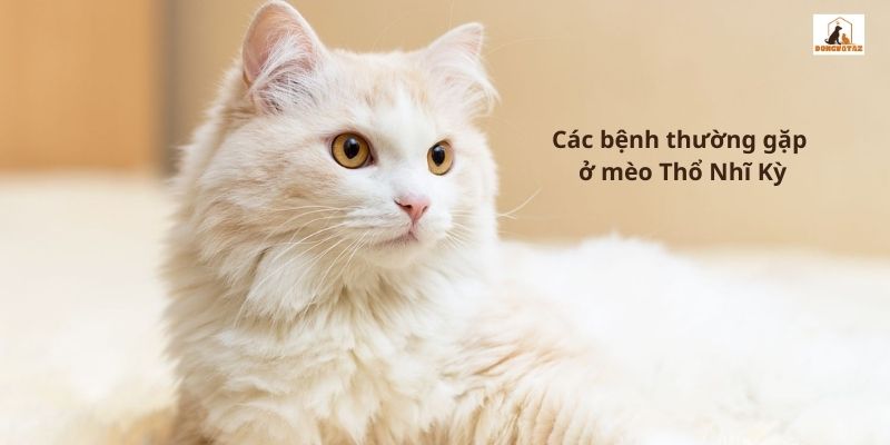 Các bệnh thường gặp ở mèo Thổ Nhĩ Kỳ