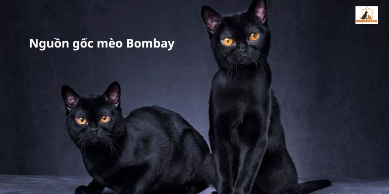 Nguồn gốc mèo Bombay 