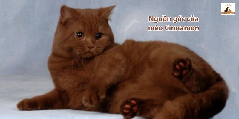 Nguồn gốc của mèo Cinnamon 