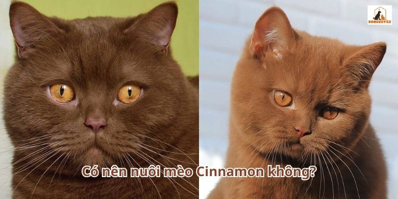 Có nên nuôi mèo Cinnamon không?