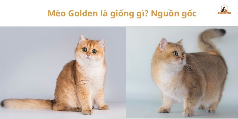 Mèo Golden là giống gì? Nguồn gốc của mèo Golden