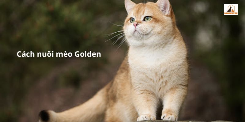 Cách nuôi mèo Golden