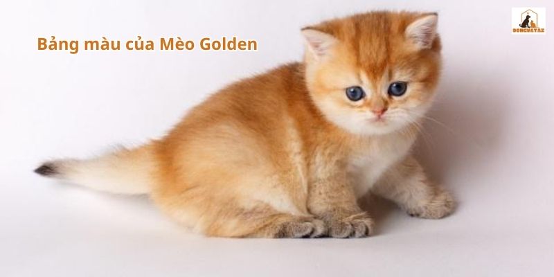 Bảng màu của Mèo Golden