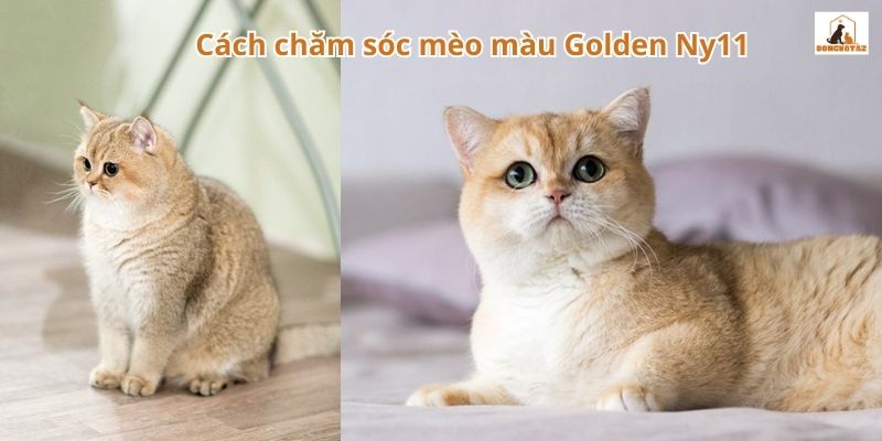 Cách chăm sóc mèo màu Golden Ny11