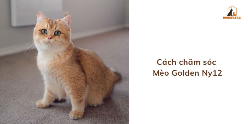 Cách chăm sóc Mèo Golden Ny12