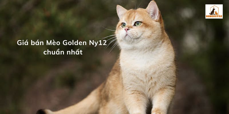 Giá bán Mèo Golden Ny12 chuẩn nhất