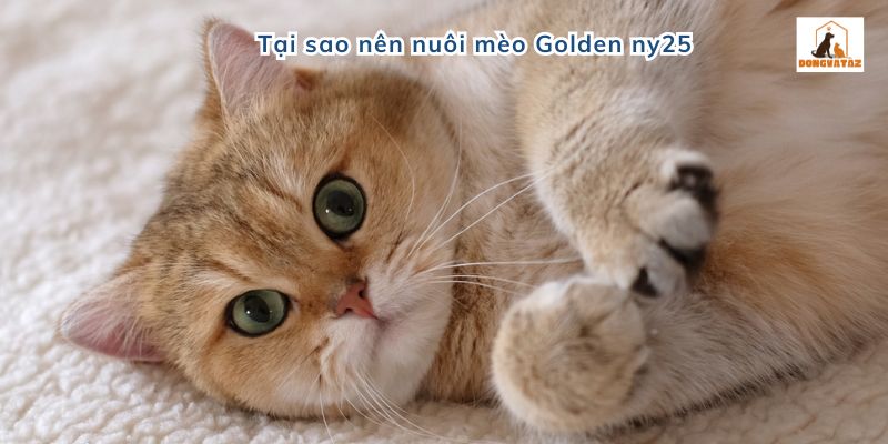 Tại sao nên nuôi mèo Golden ny25