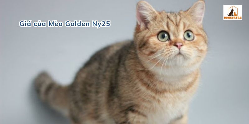Giá của Mèo Golden Ny25
