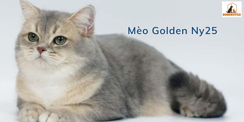 mèo golden ny25