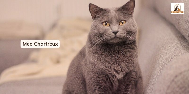 Mèo Chartreux