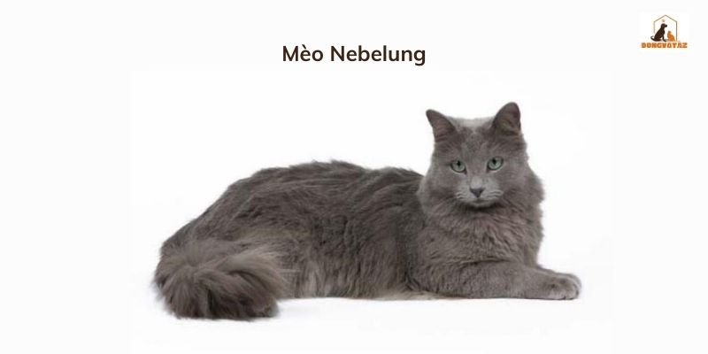 Mèo Nebelung