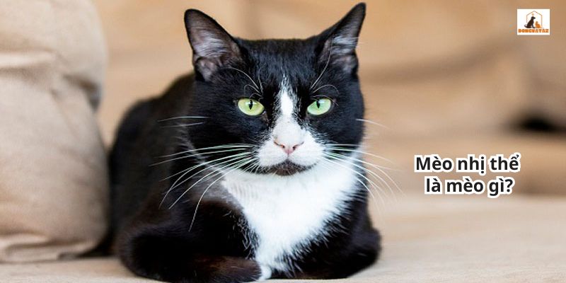 Mèo nhị thể là mèo gì?