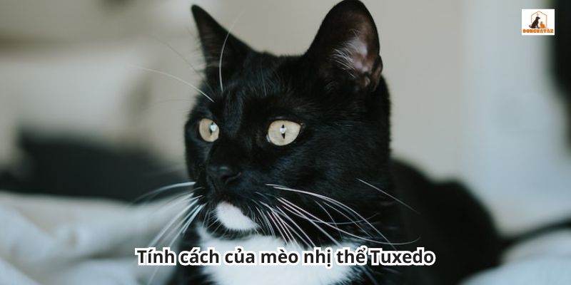 Tính cách của mèo nhị thể Tuxedo