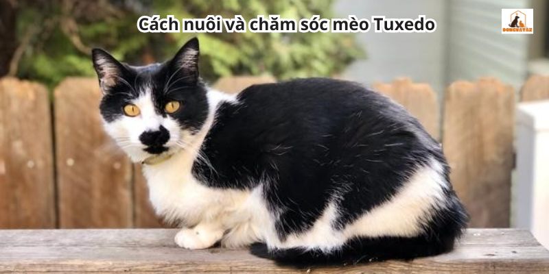 Cách nuôi và chăm sóc mèo Tuxedo