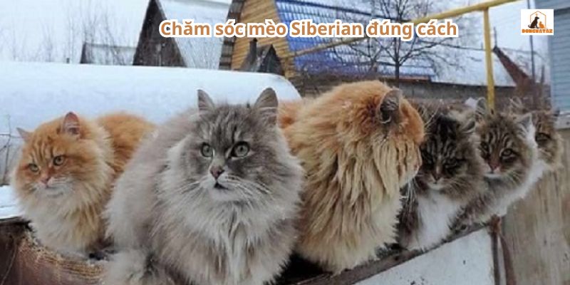 Chăm sóc mèo Siberian đúng cách