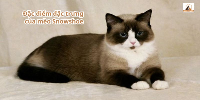 Đặc điểm đặc trưng của mèo Snowshoe