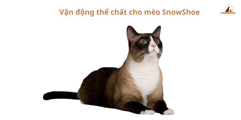 Vận động thể chất cho mèo SnowShoe 