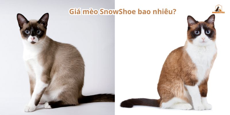 Giá mèo SnowShoe bao nhiêu?
