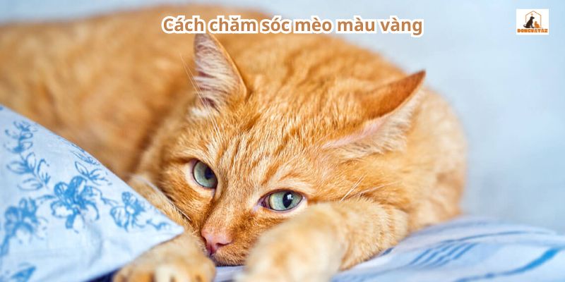 Cách chăm sóc mèo màu vàng 