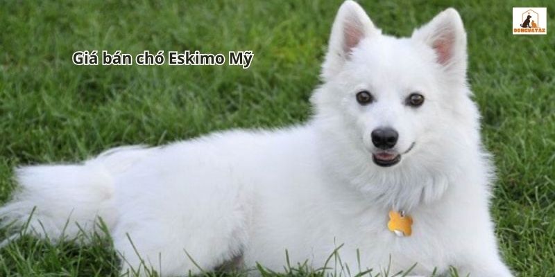 Giá bán chó Eskimo Mỹ
