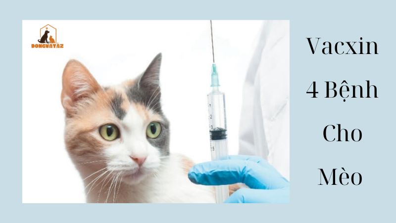Vacxin 4 Bệnh Cho Mèo Giá Bao Nhiêu?