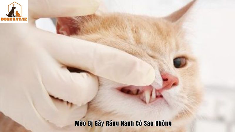 Nguyên nhân mèo bị gãy răng