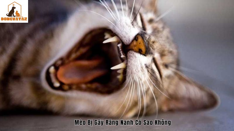 Mèo bị gãy răng nanh có sao không?